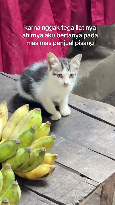 meski daganga  sepi tetep semangat krn ada anbul puluhan yang aku rawat ,, meski kadang mau nyerah