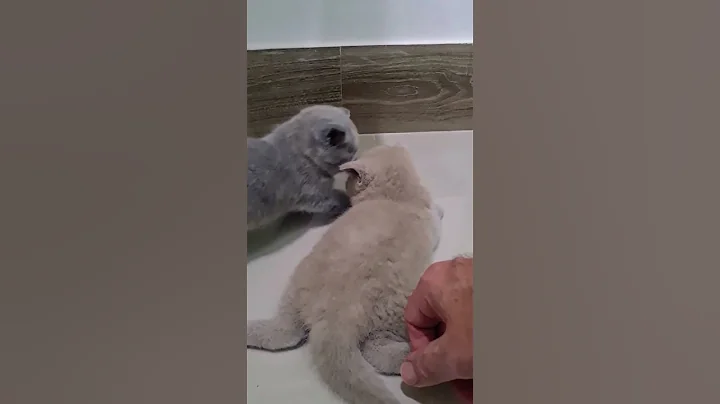 Video 3793701: dominic british shorthair kittens, litter