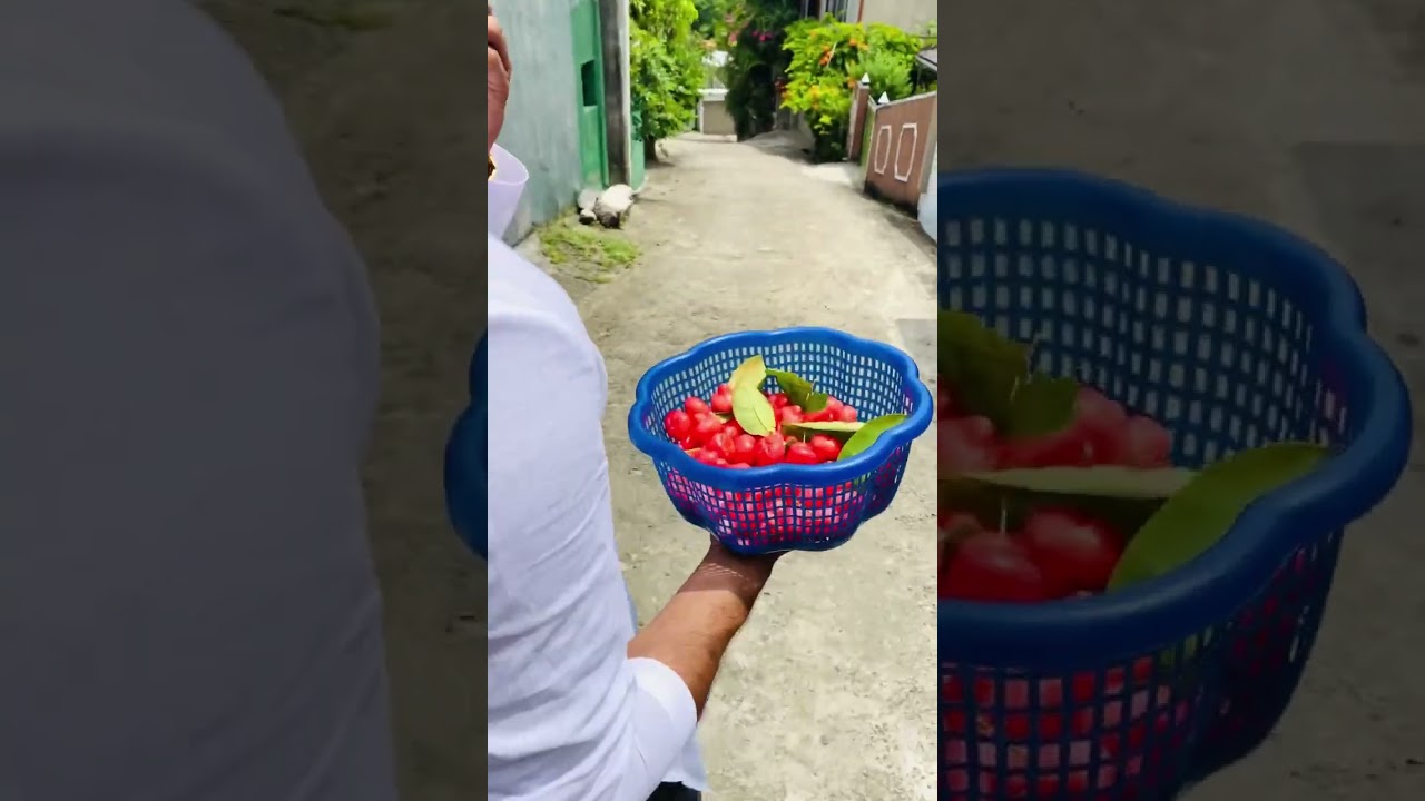 Rose apple pickle .I got that fruit from unties house 