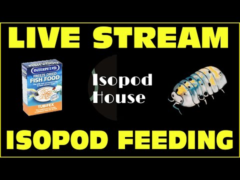 Live Stream -