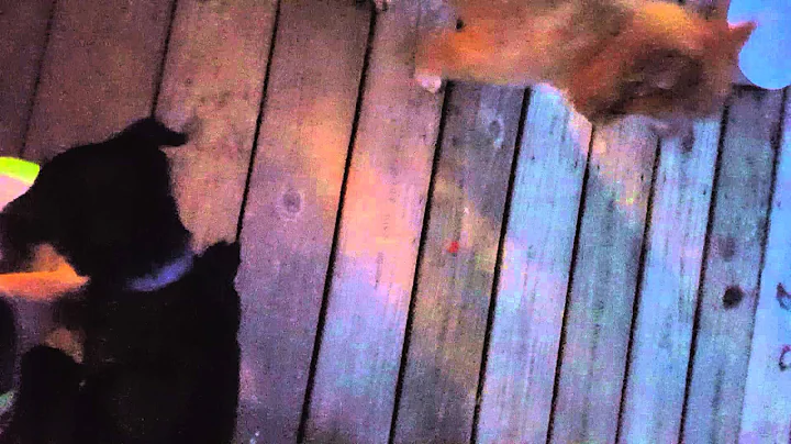 My dog