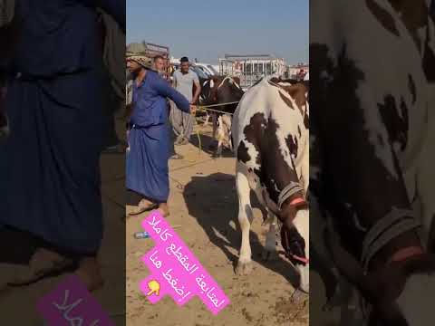 ماهي مواصفات أبقار الهولشتاين