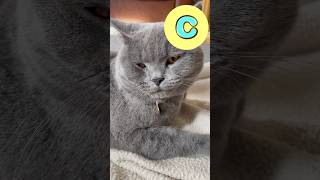 A-Z Animals 🦙🐝 #abcd #kidssongs #kidsvideo #song #children #kids #toddlers #explore #fun #animals
