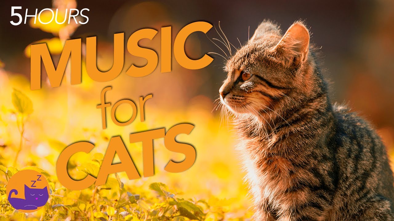 Firework Music for Cats! Instant Anxiety Relief on Bonfire Night! - YouTube - Cat Stress Relief For Music Festivals