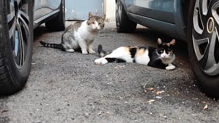 The Brutal Cat Does Not Let The Calico Cat P