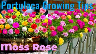 Portulaca Moss Rose: How To Grow For Lots Of Flowers||Tips For Growing Gorgeous Portulaca Flowers