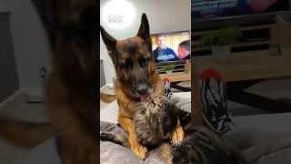 My pets have a love hate relationship 🤣 (🎥: ViralHog)