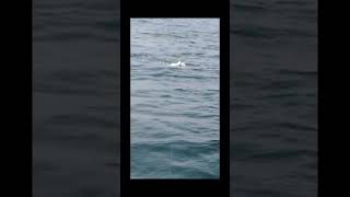trolling fishing🎣 🐟🤩 #kokanfishing #onlyfishing #subscribe #vairalshort #vairalvideo #charcha