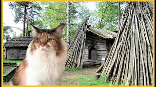 Maine Coon Cat: Back To The Iron Age 🌲🌲🌲 by The Explorer Cat 4,516 views 3 years ago 2 minutes, 30 seconds
