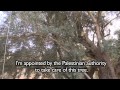 Palestinian statehood the olive tree of alwalaja