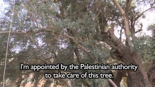 Palestinian statehood: The olive tree of al-Walaja