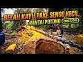 Belah kayu jati pake senson ranti oregon blah
