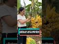 Sabes por qué la agricultura tailandesa nos lleva 60 años? #youtube #funny #delicious