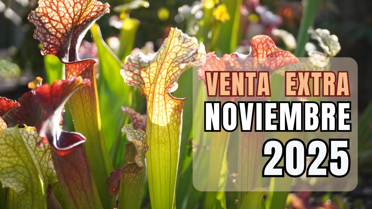 ¡VENTA EXTRA! NOVIEMBRE 2025