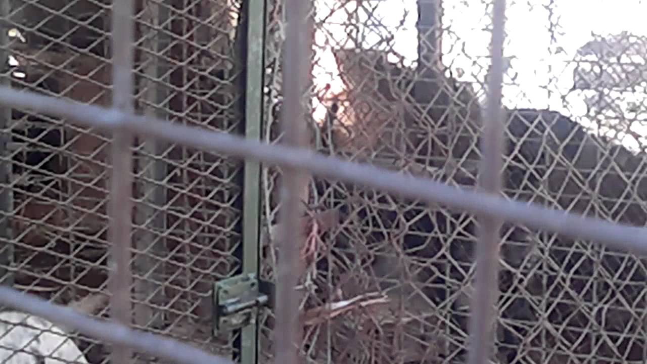 PERROS ARNEDO 1 [ATEA DENUNCIA].mp4