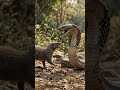 snake and mongoose fight #video #ai #viral #trending #aivideo #snacks #video #viralvideo