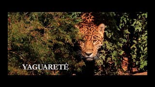 Yaguareté - Nueva Familia de Billetes, Animales Autóctonos de Argentina - $ 500