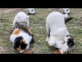 Cats Mating White Cat Wants To Mate Female Cat Forcibly Cats Mating White Cat Wants To Mate Female Cat Forcibly