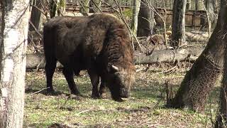 Białowieski Park Narodowy zwierzęta w parku tak sobie żyją