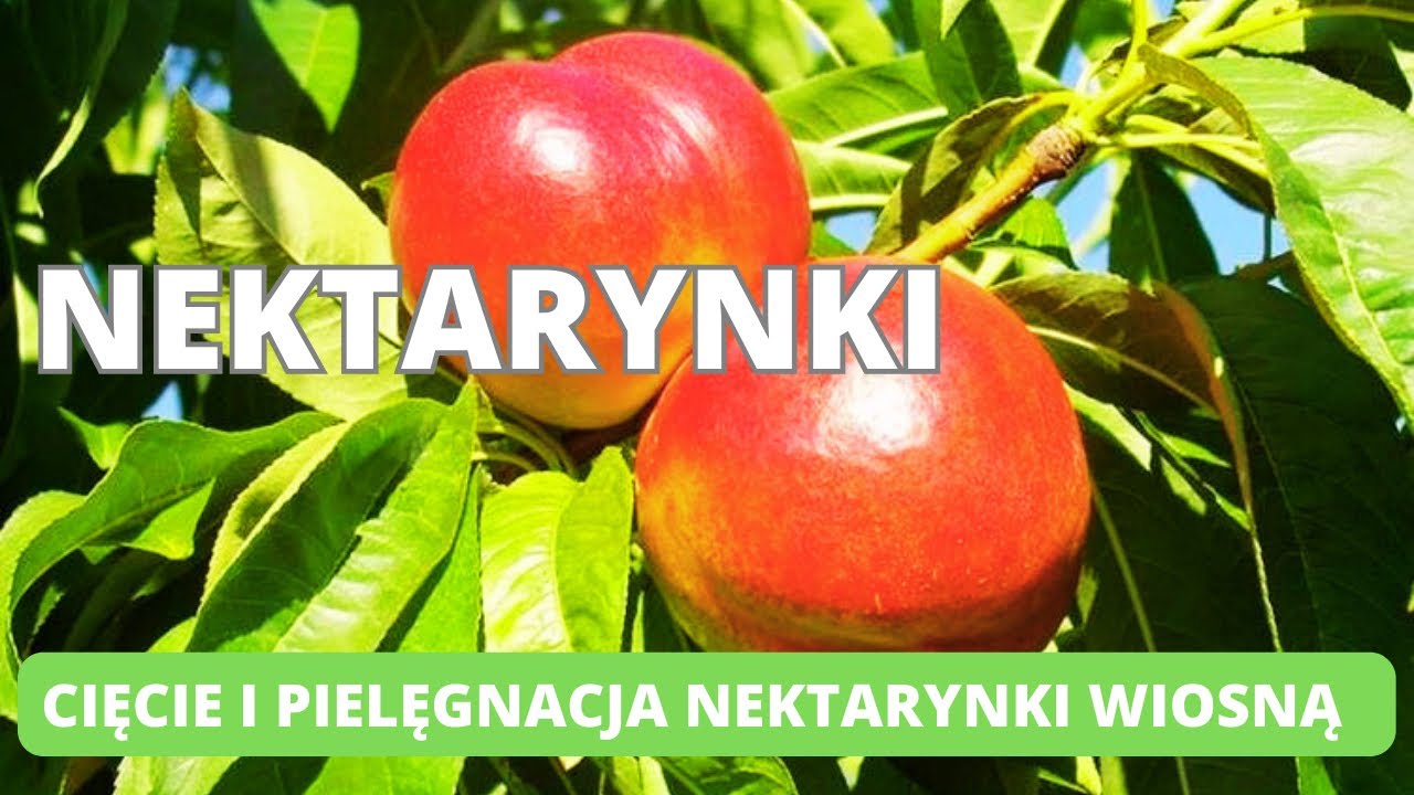 Cięcie nektarynki. Kiedy opryskać nektarynkę miedzianem i dlaczego? # ...