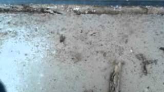 ANTS! now with TOTALLY INAPPROPRIATE MUSIC!