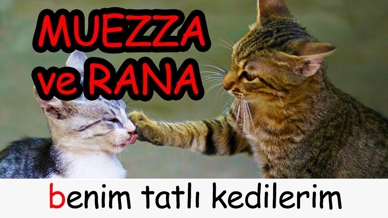 KEDİME MUEZZA ADINI KOYDUM PEYGAMBER KEDİSİ ADI ( BENİM TATLI KEDİLERİM ) YouTube