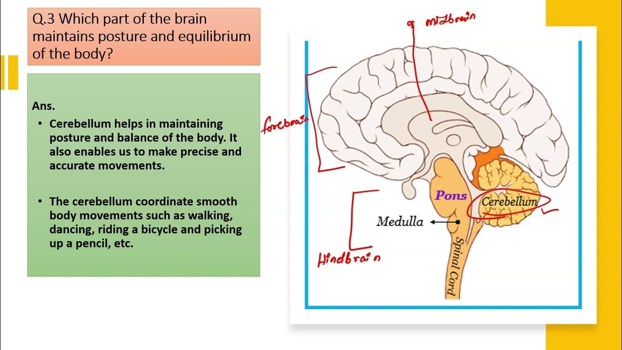 which-part-of-the-brain-maintains-posture-and-equilibrium-of-the-body