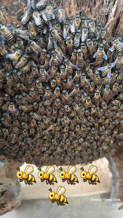 Instructions for raising wild bees - warm house. shelter from rain and sun for honey bees🥰