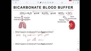 Buffers in the body (chapter 10)