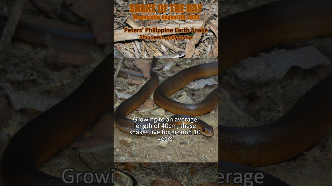 2023-08-09 Peters' Philippine Earth Snake