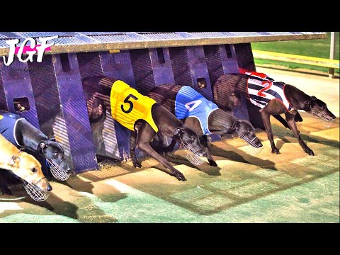 Dog Racing Competition - Track Race