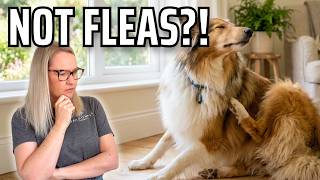 Dog Still Itching? It’s Probably This (Not Fleas)