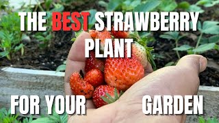 The Best Strawberries for Home Gardening