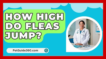 How High Do Fleas Jump? - PetGuide360.com