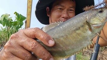 câu cá rô đồng, cá sặc rằn đập nước lâu năm @TAMCARO