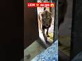 Lion 🦁 entry was very nice #shorts #lion