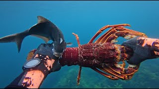 Spearfishing Hogan Island - Big Crays and Horse Whiting.