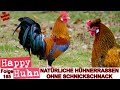 E165 Natürliche Hühnerrassen mit unkomplizierten Pflegeansprüchen - HAPPY HUHN - Rassewahl Hühner