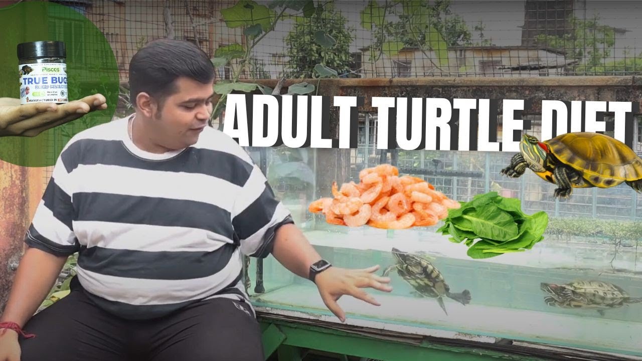 HOW TO FEED ADULT TURTLE ? BEST ADULT TURTLE FOODS TURTLE FOOD DIET