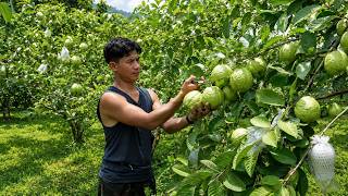 Sweet Green Guavas – From Garden to Market and Making Refreshing Guava Tea screenshot 5