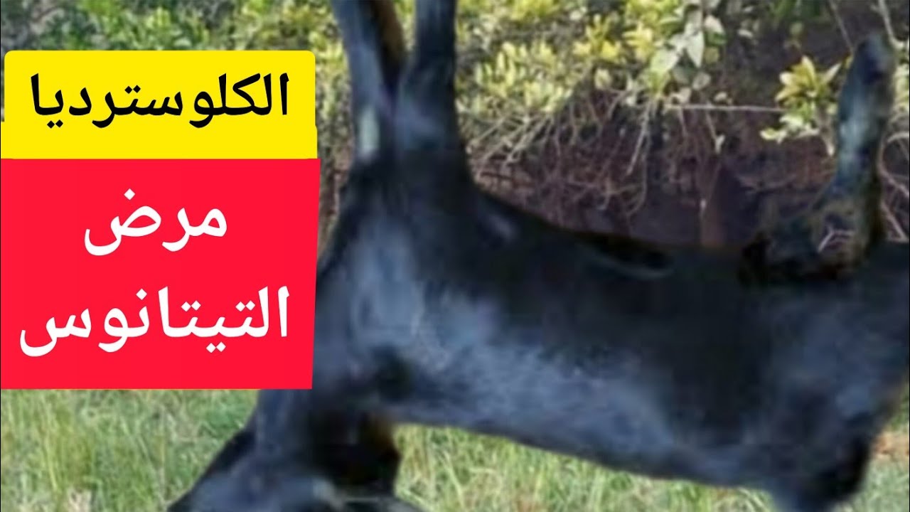 مرض التيتانوس عند الأغنام والماعز مرض مميتTetanus disease in sheep#فرج_فارم