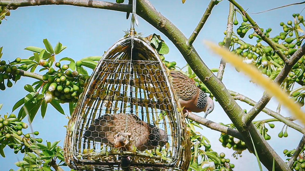 Bẫy Chim Cu Gáy Mồi Cây | Sư Tử Những Cú Gật Lấy Lửa 2025