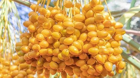 Fresh Dates Aseel Muzatti Rabi Dry Dates Date Palm Process Cleaning Washing Machine on Thailand site