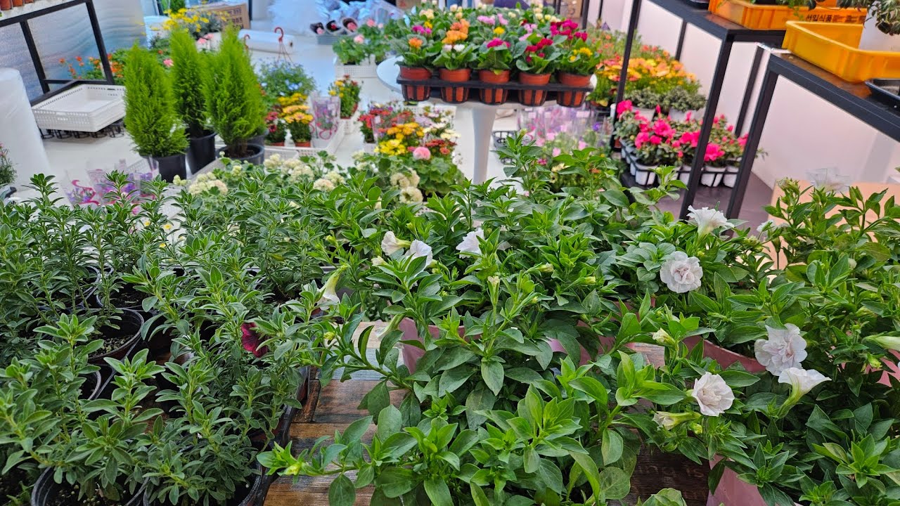 #버뮤다제라늄#앵초#네모필라#칼란브아#베이비핑크  택배문의  010 9535 2958