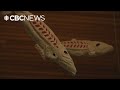 Artists Unveil New Salmon Artwork For Opening Day Of Haa 盧エusteeyテュ In Carcross Artists Unveil New Salmon Artwork For Opening Day Of Haa 盧エusteeyテュ In Carcross
