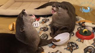 おうちキャンプ！双子のカワウソの果てしない体力　Home camping!  Twin otters are full of energy!