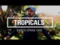 Tropicals - Winter/Spring Care