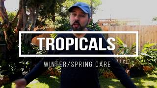 Tropicals - winter/spring care