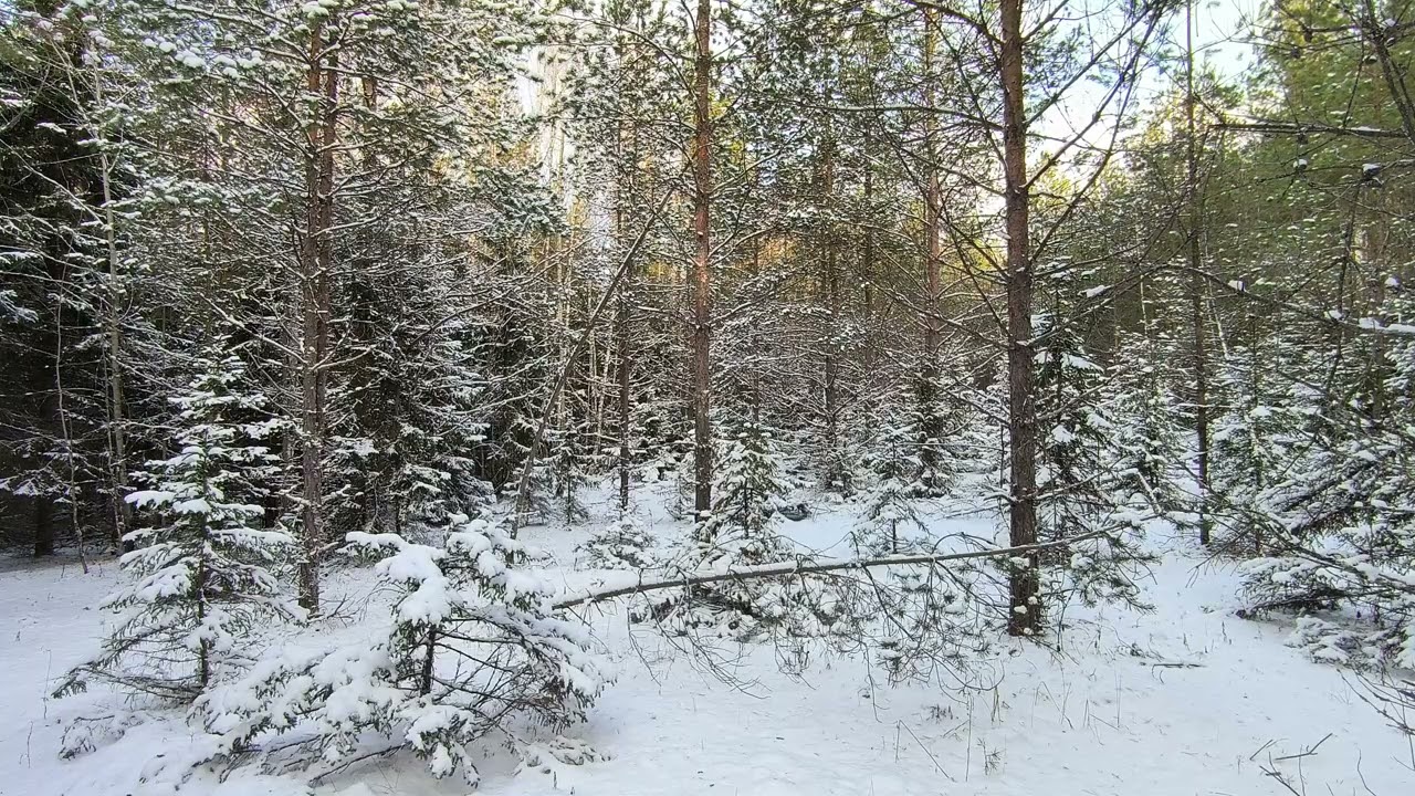 Заснеженный лес. ч.4. Декабрь 2025