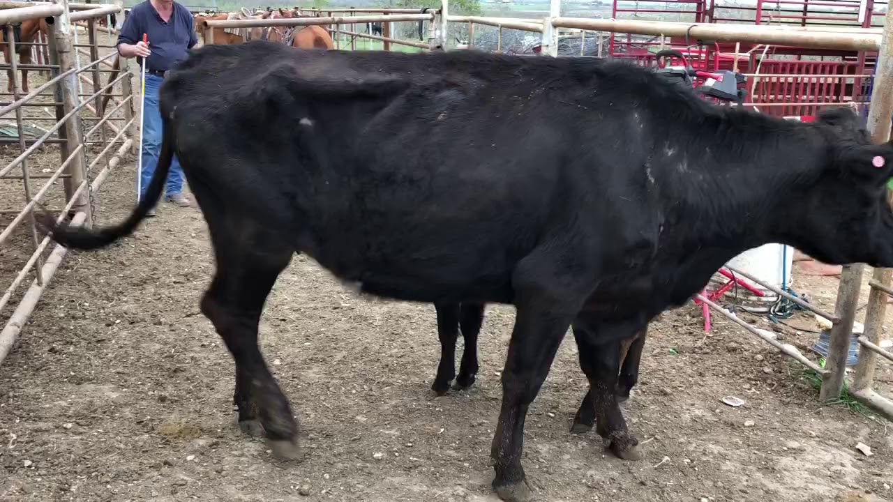 Black Angus 3 in 1, 18252 Cattle for sale YouTube